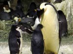 Cancer Treatments and Penguins have in common