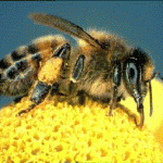 bees2